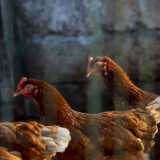 ...e galline